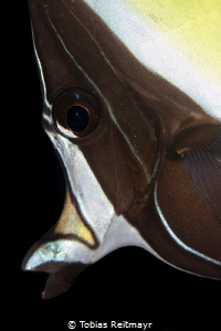 Moorish Idol on Fujikawa Maru, Chuuk by Tobias Reitmayr 